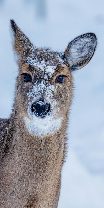 chevreuil dans la neige