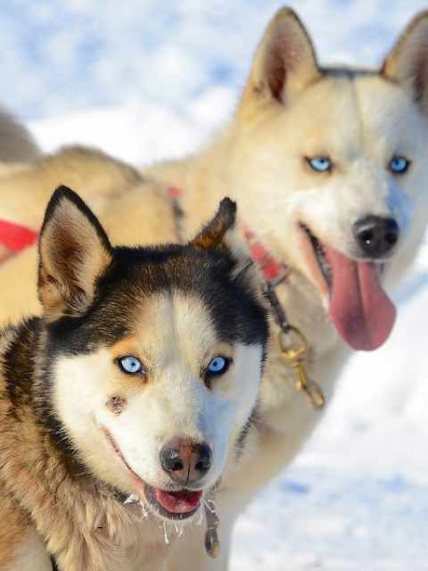 two dogs for dog sledding quebec