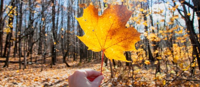 maple leaf in fall
