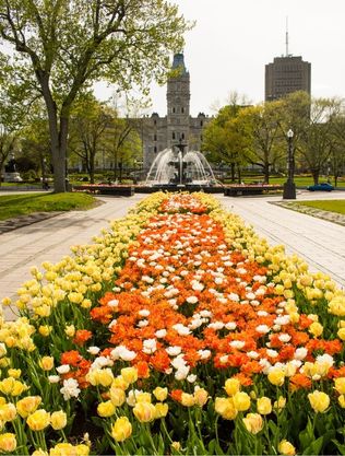 parliament building with tulips